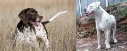Old Danish Pointer vs Dogo Guatemalteco - Breed Comparison