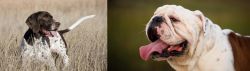 Old Danish Pointer vs English Bulldog - Breed Comparison