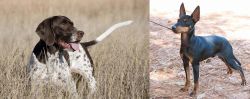 Old Danish Pointer vs English Toy Terrier (Black & Tan) - Breed Comparison