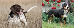 Old Danish Pointer vs Entlebucher Mountain Dog - Breed Comparison