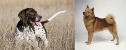 Old Danish Pointer vs Finnish Spitz - Breed Comparison