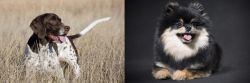 Old Danish Pointer vs German Spitz (Klein) - Breed Comparison
