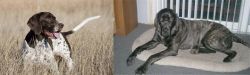 Old Danish Pointer vs Giant Maso Mastiff - Breed Comparison