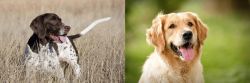 Old Danish Pointer vs Golden Retriever - Breed Comparison