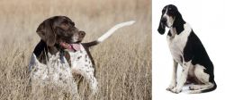 Old Danish Pointer vs Grand Anglo-Francais Blanc et Noir - Breed Comparison