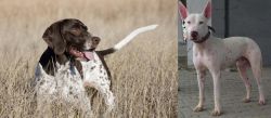 Old Danish Pointer vs Gull Terr - Breed Comparison