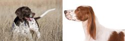 Old Danish Pointer vs Irish Red and White Setter - Breed Comparison