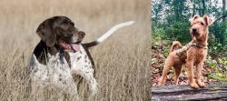 Old Danish Pointer vs Irish Terrier - Breed Comparison