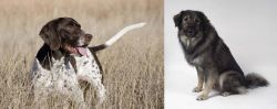 Old Danish Pointer vs Istrian Sheepdog - Breed Comparison