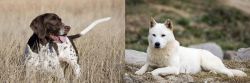 Old Danish Pointer vs Jindo - Breed Comparison