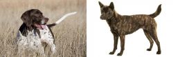 Old Danish Pointer vs Kai Ken - Breed Comparison