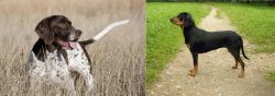 Old Danish Pointer vs Latvian Hound - Breed Comparison