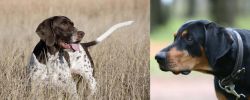 Old Danish Pointer vs Lithuanian Hound - Breed Comparison
