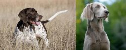 Old Danish Pointer vs Longhaired Weimaraner - Breed Comparison