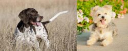 Old Danish Pointer vs Morkie - Breed Comparison