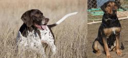Old Danish Pointer vs New Zealand Huntaway - Breed Comparison