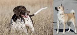 Old Danish Pointer vs Norwegian Buhund - Breed Comparison