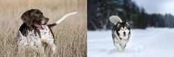 Old Danish Pointer vs Siberian Husky - Breed Comparison