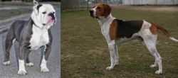 Old English Bulldog vs Anglo-Francais de Petite Venerie - Breed Comparison