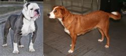 Old English Bulldog vs Austrian Pinscher - Breed Comparison