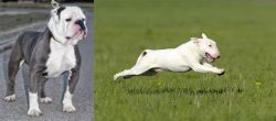 Old English Bulldog vs Bull Terrier - Breed Comparison