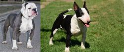 Old English Bulldog vs Bull Terrier Miniature - Breed Comparison