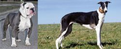 Old English Bulldog vs Chart Polski - Breed Comparison