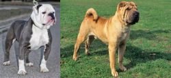 Old English Bulldog vs Chinese Shar Pei - Breed Comparison