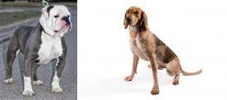 Old English Bulldog vs Coonhound - Breed Comparison