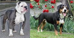 Old English Bulldog vs Entlebucher Mountain Dog - Breed Comparison