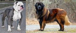 Old English Bulldog vs Estrela Mountain Dog - Breed Comparison
