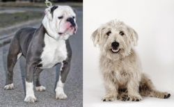 Old English Bulldog vs Glen of Imaal Terrier - Breed Comparison