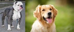 Old English Bulldog vs Golden Retriever - Breed Comparison