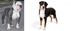 Old English Bulldog vs Greater Swiss Mountain Dog - Breed Comparison