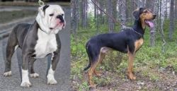 Old English Bulldog vs Greek Harehound - Breed Comparison