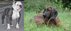 Old English Bulldog vs Hanover Hound - Breed Comparison