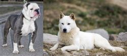 Old English Bulldog vs Jindo - Breed Comparison