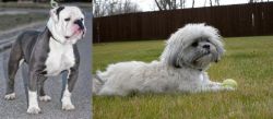 Old English Bulldog vs Mal-Shi - Breed Comparison