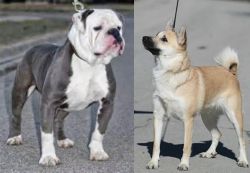 Old English Bulldog vs Norwegian Buhund - Breed Comparison
