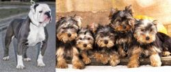 Old English Bulldog vs Yorkshire Terrier - Breed Comparison