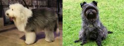 Old English Sheepdog vs Affenpinscher - Breed Comparison