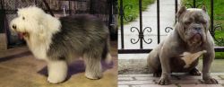 Old English Sheepdog vs American Bully - Breed Comparison