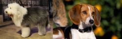 Old English Sheepdog vs American Foxhound - Breed Comparison