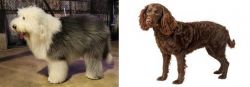 Old English Sheepdog vs American Water Spaniel - Breed Comparison