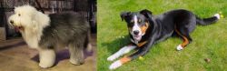 Old English Sheepdog vs Appenzell Mountain Dog - Breed Comparison