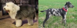Old English Sheepdog vs Atlas Terrier - Breed Comparison