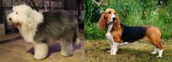 Old English Sheepdog vs Basset Artesien Normand - Breed Comparison