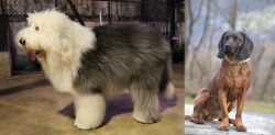 Old English Sheepdog vs Bavarian Mountain Hound - Breed Comparison