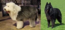Old English Sheepdog vs Belgian Shepherd Dog (Groenendael) - Breed Comparison