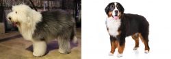Old English Sheepdog vs Bernese Mountain Dog - Breed Comparison